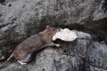 Mouse stealing a bread