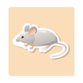 Mouse sticker illustration. Animal, ears, tail, nose. Editable vector graphic design.
