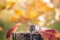 Mouse on a stump among the bright autumn leaves Royalty Free Stock Photo