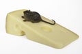 Mouse on Swiss Cheese Royalty Free Stock Photo