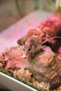 Mouse in terrarium under purple lamp to keep them warm sits on stone.