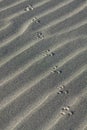 Mouse Tracks on Sand Dunes Royalty Free Stock Photo