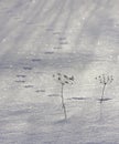 Mouse tracks in the snow. Royalty Free Stock Photo