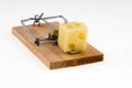 Mouse trap with cheese. Royalty Free Stock Photo