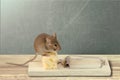 Mouse trap with cheese and mouse on background