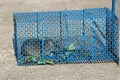 Mouse trap with a trapped mouse. Cage made from steel mesh on outdoors Royalty Free Stock Photo