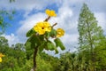 Mouse Trap Tree, Uncarina grandidieri Royalty Free Stock Photo