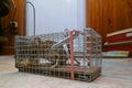 Mouse trapped into a mousetrap Royalty Free Stock Photo