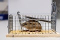 A mouse trapped in a mousetrap, close-up