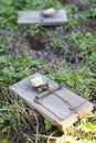 Mouse traps on garden lawn