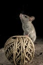 Mouse uploaded of string in the attic, Mus musculus Royalty Free Stock Photo