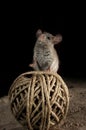 Mouse on an old ball of string in the attic, Mus musculus Royalty Free Stock Photo
