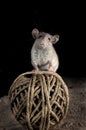 Mouse uploaded of string in the attic, Mus musculus Royalty Free Stock Photo