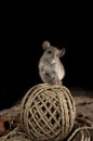 Mouse uploaded on an old ball of string, Mus musculus Royalty Free Stock Photo