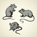 Mouse. Vector drawing Royalty Free Stock Photo