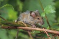 Wood Mouse in vegetation