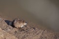 Mouse-vole Royalty Free Stock Photo