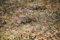 Mouse vole, close-up Royalty Free Stock Photo