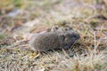 Mouse vole, close-up Royalty Free Stock Photo