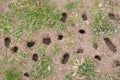 Mouse or vole hole in the ground, lawn cultivation problem, agriculture problem. Rodents overpopulation Royalty Free Stock Photo