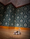 Mouse walking in a luxury old-fashioned roon Royalty Free Stock Photo