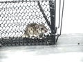 Live mouse caught in live mouse trap while invading house. Royalty Free Stock Photo
