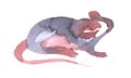 Mouse watercolour illustration. Funny icon of animal. Grey rat with pink ears isolated on white background. 2020 new