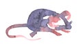 Mouse watercolour illustration. Funny icon of animal. Grey rat with pink ears isolated on white background. 2020 new