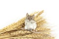 Mouse on wheat Royalty Free Stock Photo