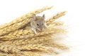 Mouse on wheat Royalty Free Stock Photo