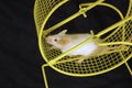 Mouse on wheel Royalty Free Stock Photo