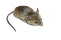 Mouse on a white background Royalty Free Stock Photo