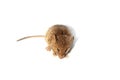 Mouse on a white background. Little rodent. Muridae