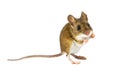 Mouse on white background about to jump Royalty Free Stock Photo