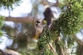 Mousebird eating in tree Royalty Free Stock Photo