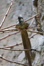 Mousebird manchado (Colius striatus) Royalty Free Stock Photo