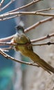 Mousebird manchado (Colius striatus) Royalty Free Stock Photo