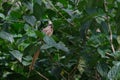 Mousebird perched on a branch and tweeting