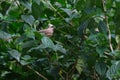 Mousebird perched on a branch and tweeting