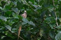 Mousebird perched on a branch and tweeting