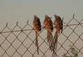Three speckled mousebirds Colius striatus sitting on a fence Royalty Free Stock Photo