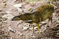 Mousedeer Royalty Free Stock Photo