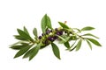 Mousehole tree branch with berries Royalty Free Stock Photo