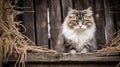 mouser barn cat Royalty Free Stock Photo