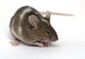 Mouses Royalty Free Stock Photo