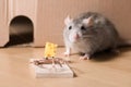 Mousetrap and cheese Royalty Free Stock Photo