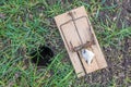 Mousetrap next to a mouse hole in a meadow