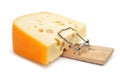 Mousetrap with a too large piece of cheese Royalty Free Stock Photo