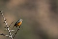 Moussier`s redstart female, Phoenicurus moussieri, Morocco Royalty Free Stock Photo