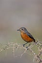 Moussier`s redstart female, Phoenicurus moussieri, Morocco Royalty Free Stock Photo